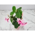 thumbnail image 4 of Tropical Plants of Florida 18" to 20" Pink Mandevilla Vine on Starter Trellis; Flower Plant, Partial Sun, 4 of 5
