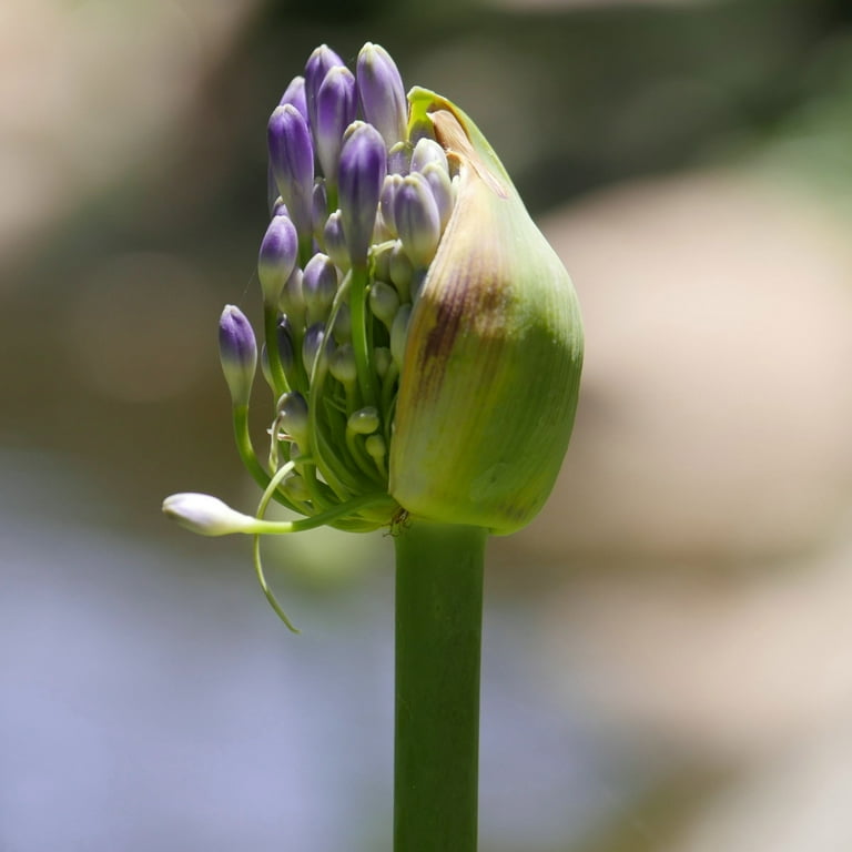 1 gal Agapanthus Live Perennial Plant Full Sunlight with 1 gal Agapanthus Live Perennial Plant Full Sunlight with