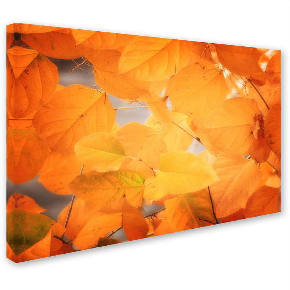 Trademark Fine Art "Seasonal Leaves" Canvas Art by Philippe Sainte-Laudy
