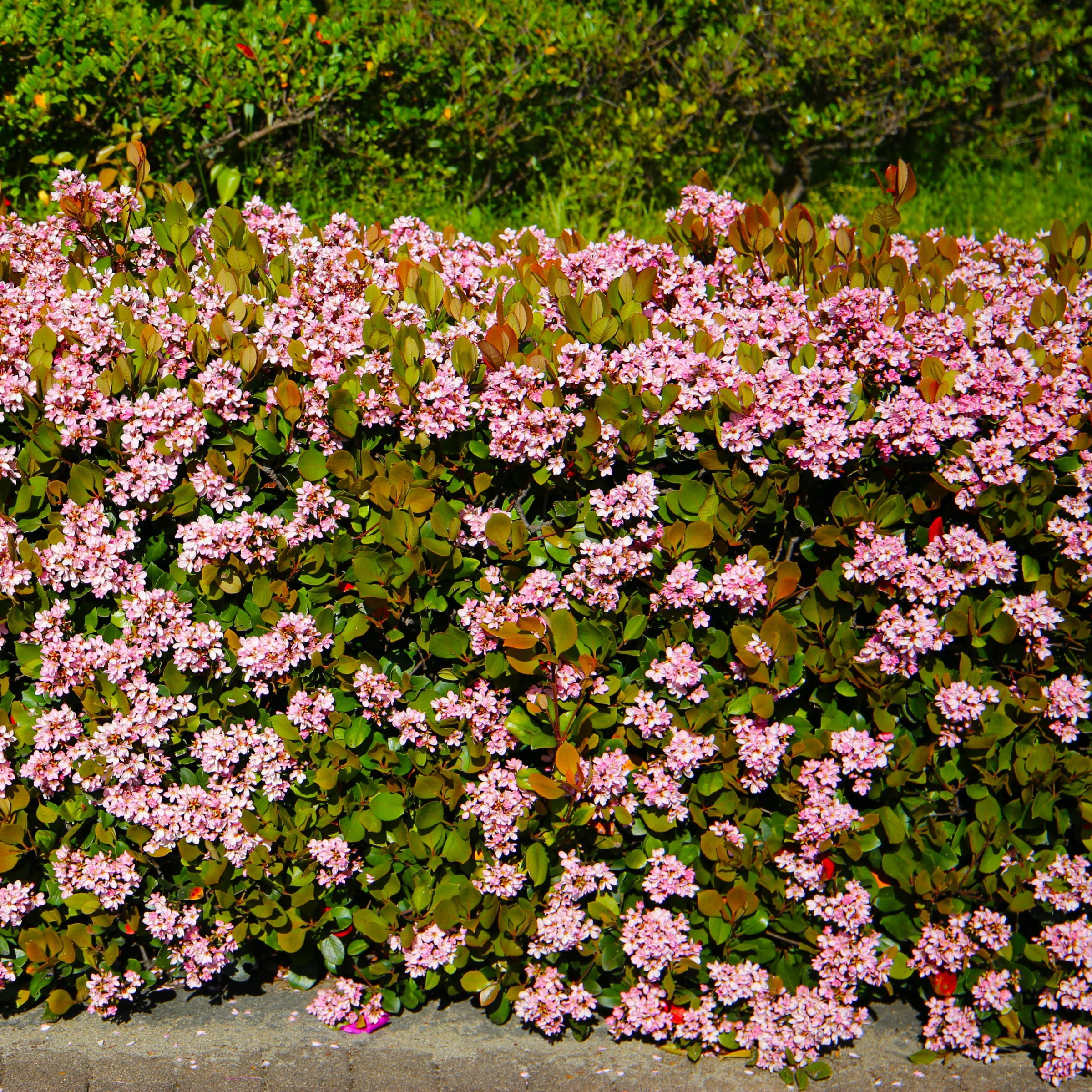 National Plant Network 3 gal. Indian Hawthorn Eleanor Taber Live Shub