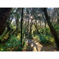 thumbnail image 2 of Grayscale 18x15 White Modern Wood Framed Museum Art Print Titled - Hobbit Trail IV, 2 of 4