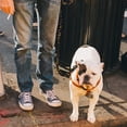 thumbnail image 5 of WIRESTER Reflective Pet Leash for Small Dogs, Space Age Galaxy Black, 5 of 5