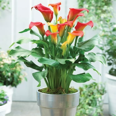 Van Zyverden Callas Captain Fuego 3 Bulbs Multicolor Partial Sun Perennial Flowers For Cutting 1 lb