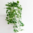 thumbnail image 2 of Brighter Blooms - Golden Pothos, 6 inch - No Shipping To AK, AZ, HI, 2 of 6