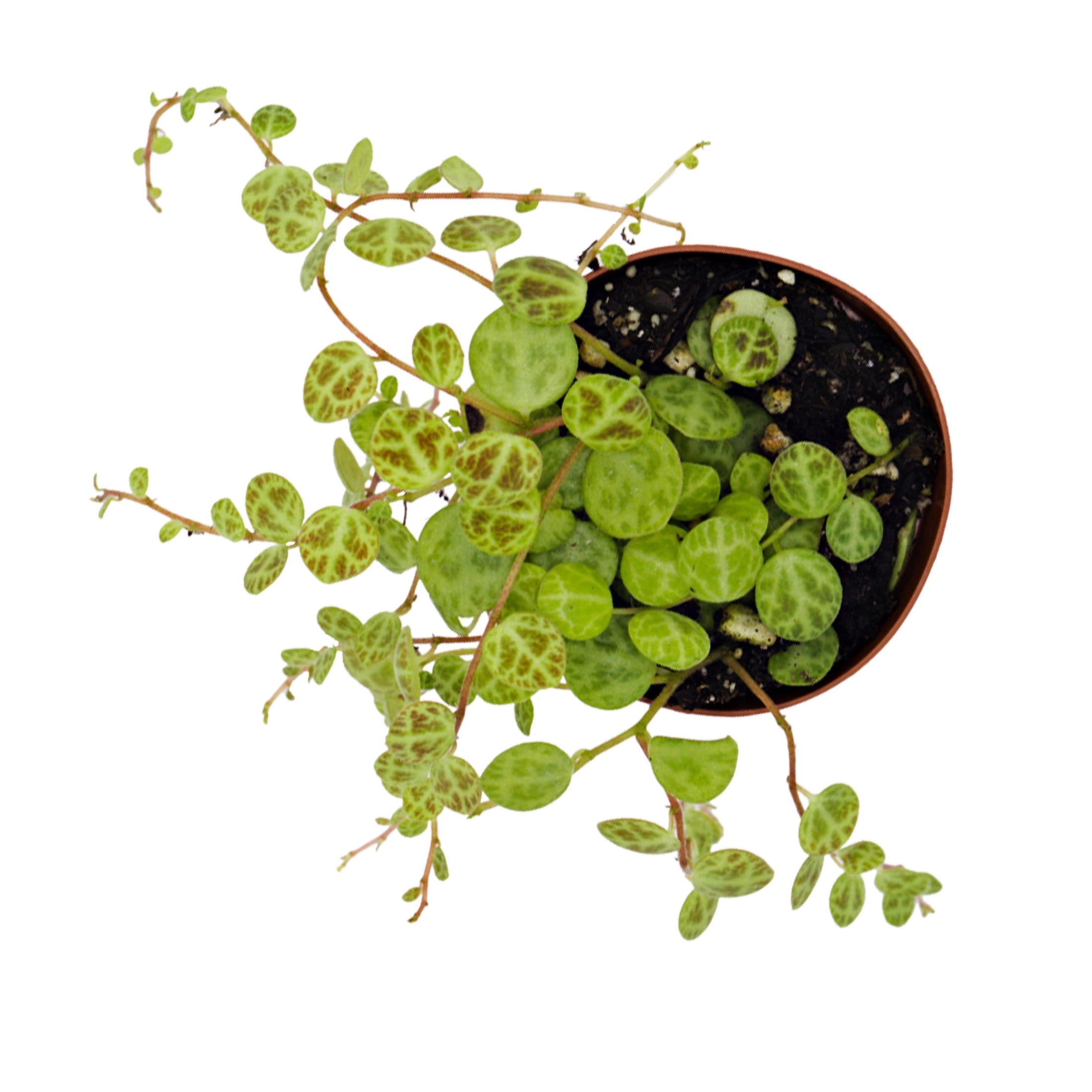 ReptiCulture String of Turtles Peperomia Tropical 2" Pot 3 pk