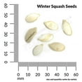 thumbnail image 3 of Ferry-Morse 2.5G Squash Buttercup Annual Vegetable Seeds, Full Sun, 3 of 11