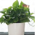 thumbnail image 2 of 10Pcs Garden Potted Flower Arrangement Sign Stainless Steel Sign Plant Nameplate Label Gardening To, 2 of 5
