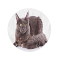 thumbnail image 2 of KDAGR 60 inch Round Beach Towel Blanket Adorable Cat Pet Maine Coon on Beautiful Big Travel Circle Circular Towels Mat Tapestry Beach Throw, 2 of 2
