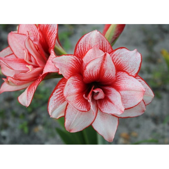 Amaryllis 'Joker' Bulb - Striking Red & White Blooms