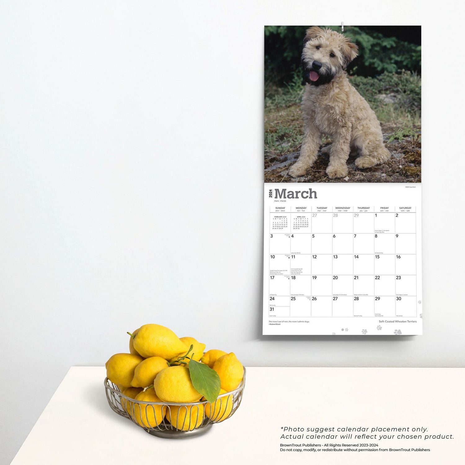 BrownTrout Soft Coated Wheaten Terriers 2024 12x24 Inch Square Wall Calendar, 9781975465728