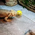 thumbnail image 4 of Vehomy 6Pcs Lizard Bearded Dragon Feeding Toys Ball Reptile Food Toys Ball Lizard Interactive Toys for Bearded Dragon, Lizard, Gecko and Small Animals, 4 of 6