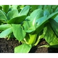 thumbnail image 3 of TomorrowSeeds - Wa Wa Qing Bok Choy Seeds - 1500+ Count - For 2025 Planting Hybrid Green Pak Choi, 3 of 10