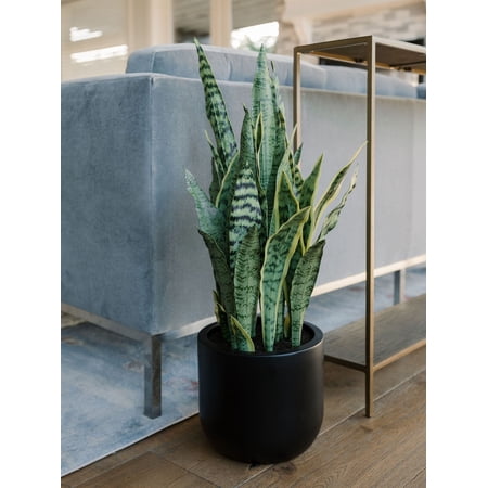 30 Snake Plant fake plant