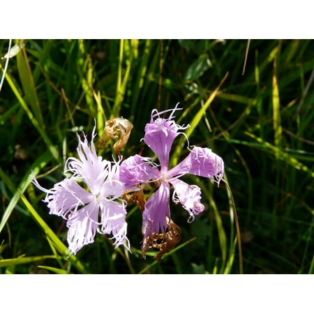 All Star Multi Eyelet - Canvas Print Nature Flowers Mountain Alps Eyelet in Montpellier Stretched Canvas 10 x 14