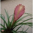 thumbnail image 2 of Large Tillandsia Cyanea Pink Quill Air Plants House Plants in 4" Pot, 2 of 4