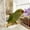 B, variant on Bird Spinning Wheel toy,Budgie toys,interactive Bird Educational toys for Small Birds, Cockatiel toys,Hanging Roller Parakeet Cage Accessories for Chewing Exercise,Bird toys for Parakeets