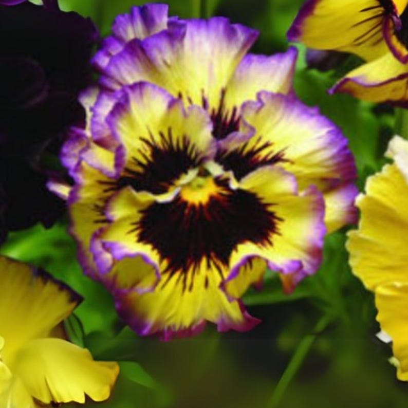 25 Seeds Frizzle Sizzle Mix Pansy Viola Cold Self-Pollinating Draft Planting Guide