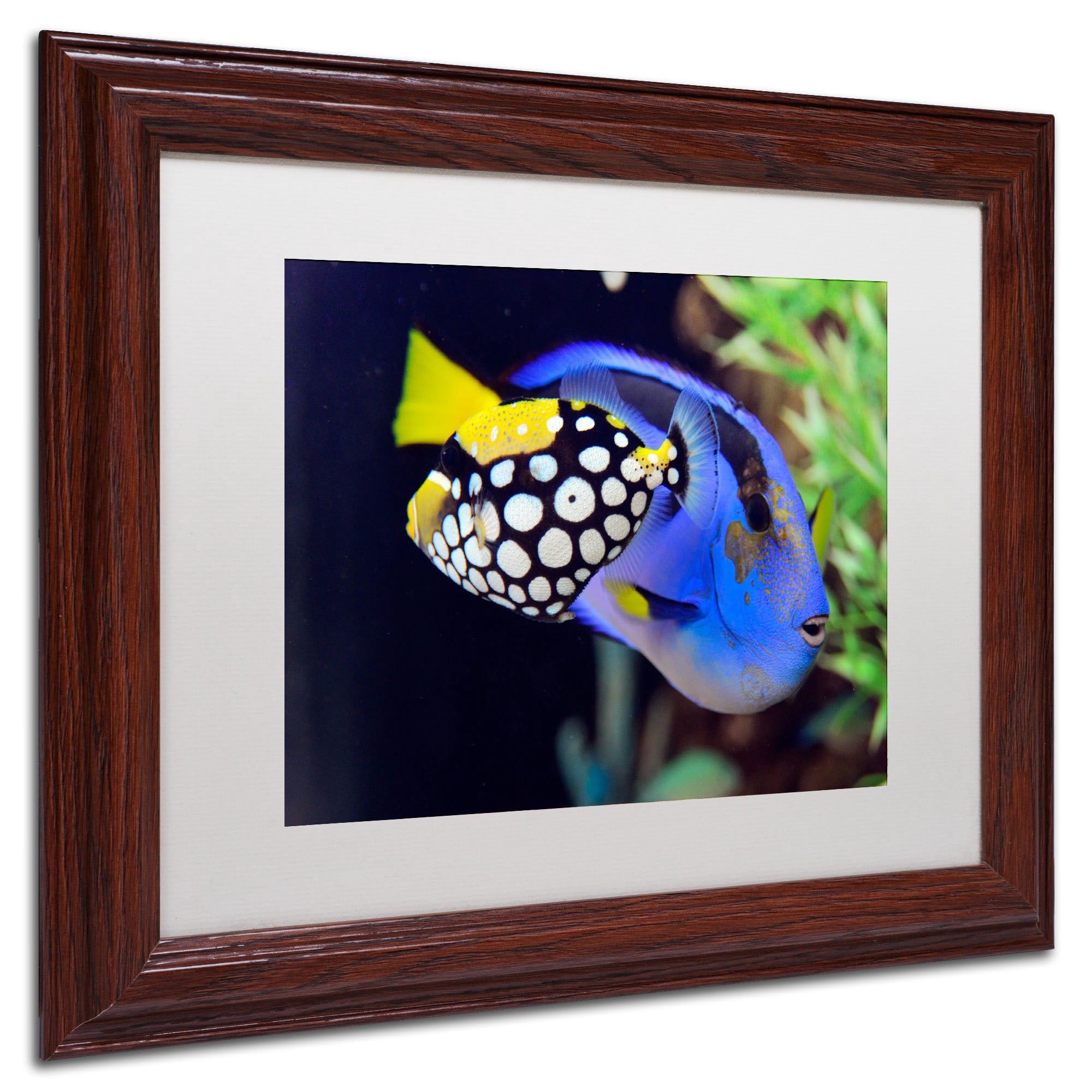 Trademark Fine Art "Colorful Tropical Fish" Canvas Art by Kurt Shaffer, White Matte, Wood Frame