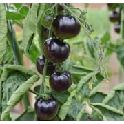 Rare Black Tomato Seeds | 50+ Seeds | Grow Your Own Food | Exotic Black Tomatos