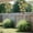 Multicolor-D, variant on Trailing Floral Display, Realistic Outdoor Hanging Flower Cluster, Anti Fade Faux Greenery Decor, Elegant Suspended Accent for Backyard Lawn Courtyard and Landscape