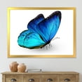 thumbnail image 3 of Designart 'Close Up Of Vibrant Blue Butterfly On White' Modern Framed Art Print, 3 of 4