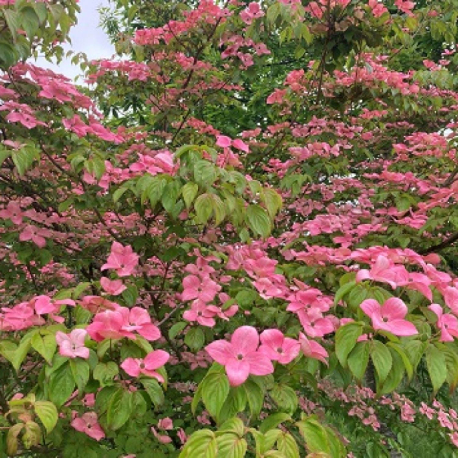 Expert Gardener 4-5' Dogwood Rosy Teacups® in 2 gal. Grower Pot