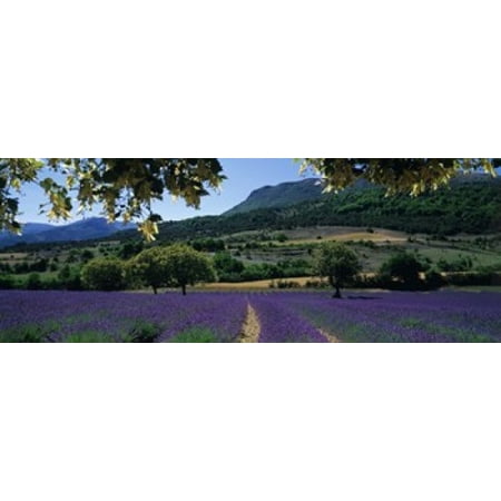 Mountain behind a lavender field Provence France Canvas Art - Panoramic Images (15 x