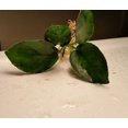 thumbnail image 6 of Anubias Barteri Live Aquarium Plants BUY 2 GET 1 FREE, 6 of 12