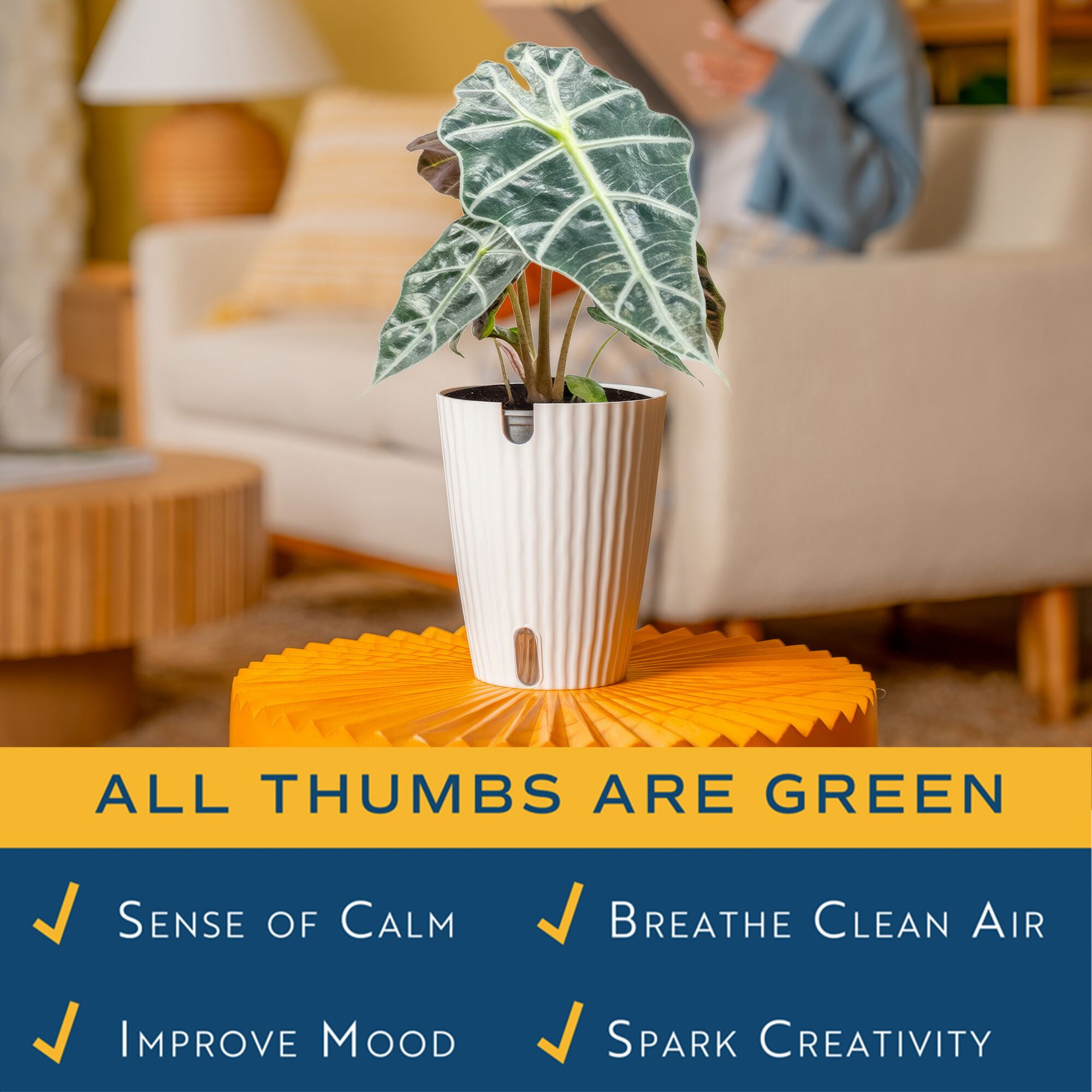 Costa Farms 10" Alocasia Polly  Live House Plants in 5" Self-Watering Planter