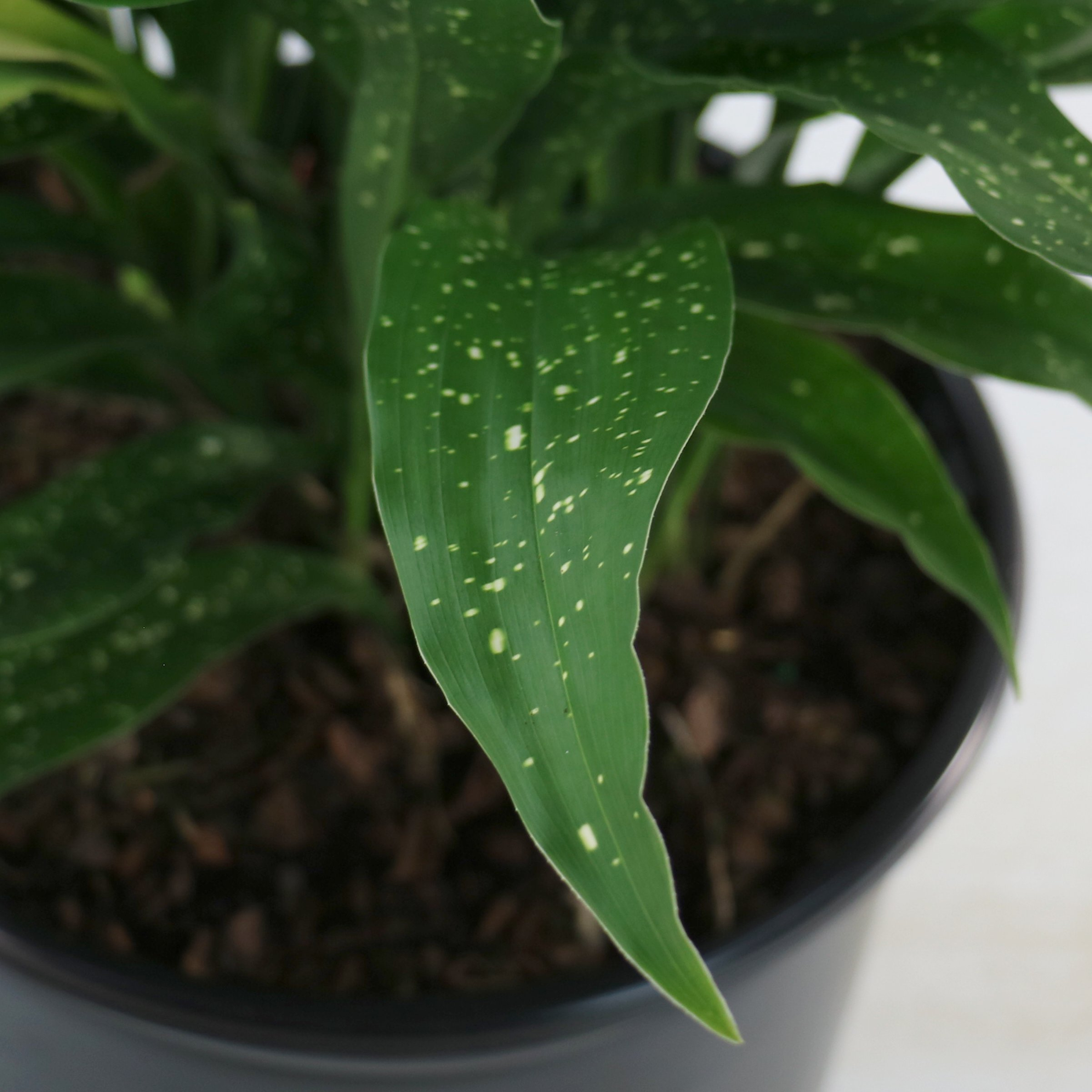 National Plant Network 3 gal. Aspidistra Milky Way Live Plant