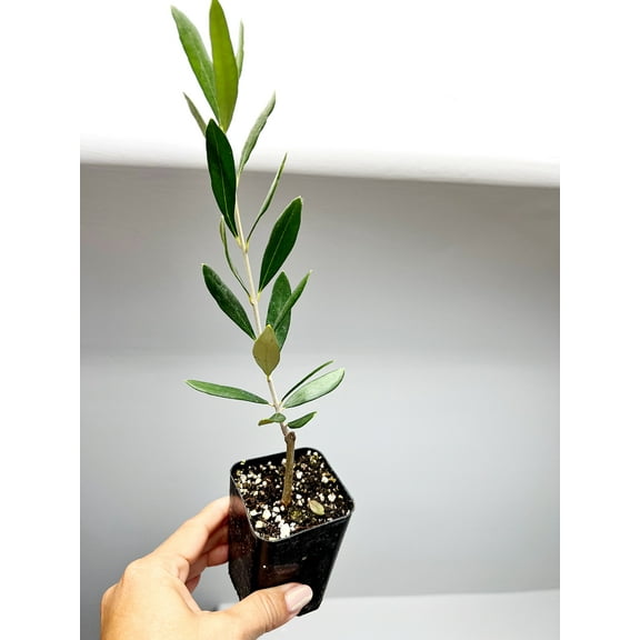 Mission Olive Tree Sapling, 6-8 in Tall, 2 in Pot, Drought-Tolerant, Low Maintenance