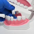thumbnail image 2 of Modelo dental BRILLAR de cuidado bucal 15 CM Rojo Verde, 2 of 5
