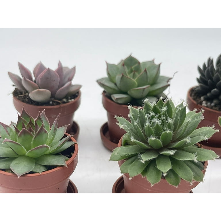 plant insert pots Adjustable Self-Watering Insert for Pots and Planters main image 1