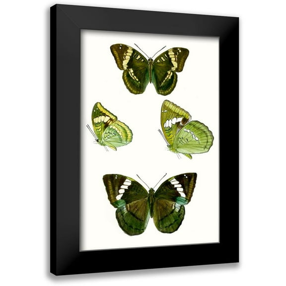 Vision Studio 11x14 Black Modern Framed Museum Art Print Titled - Butterfly Specimen VII