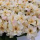 thumbnail image 3 of Flores de hortensias artificiales para bodas, fiesta y champán, 3 of 9