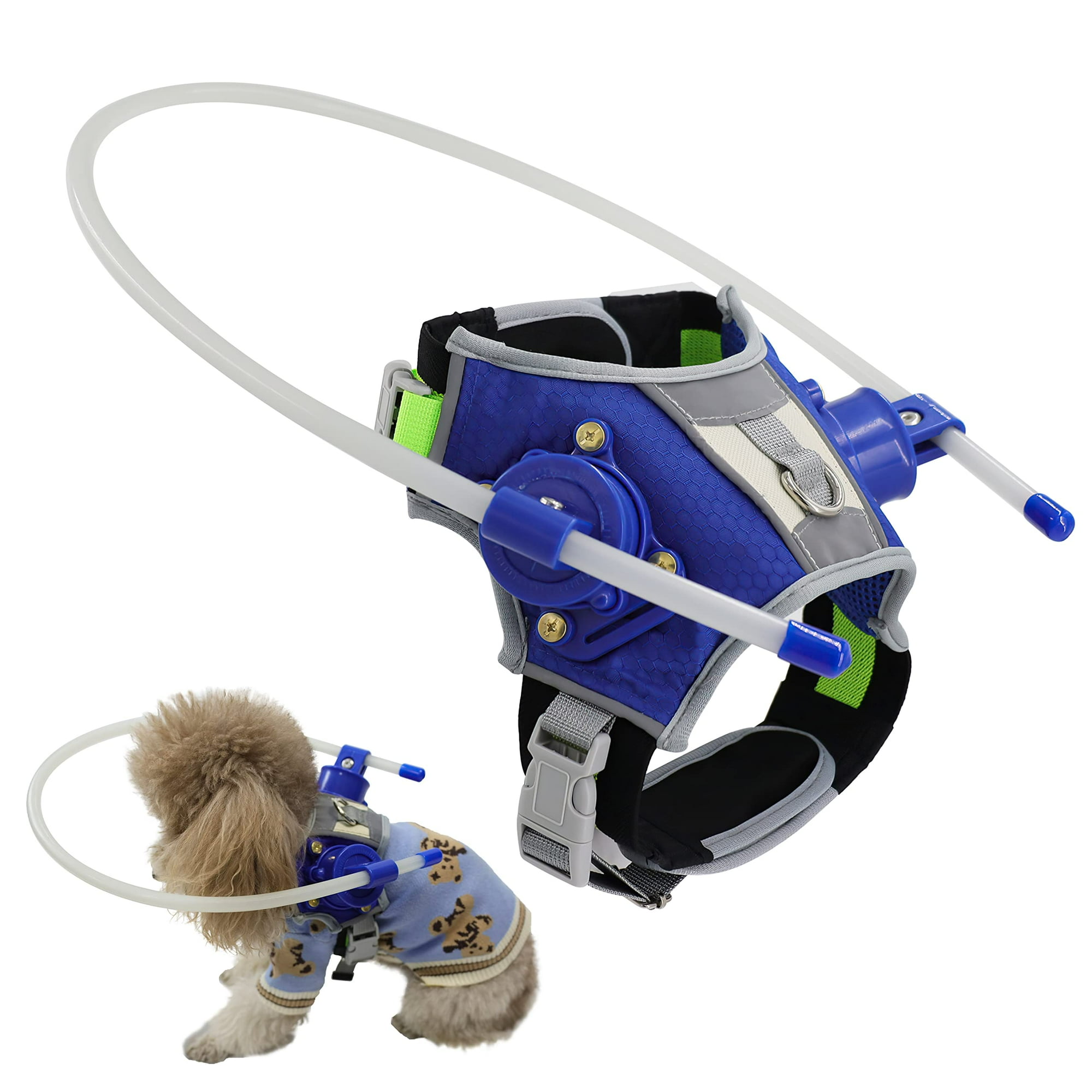 Dog halo 2025