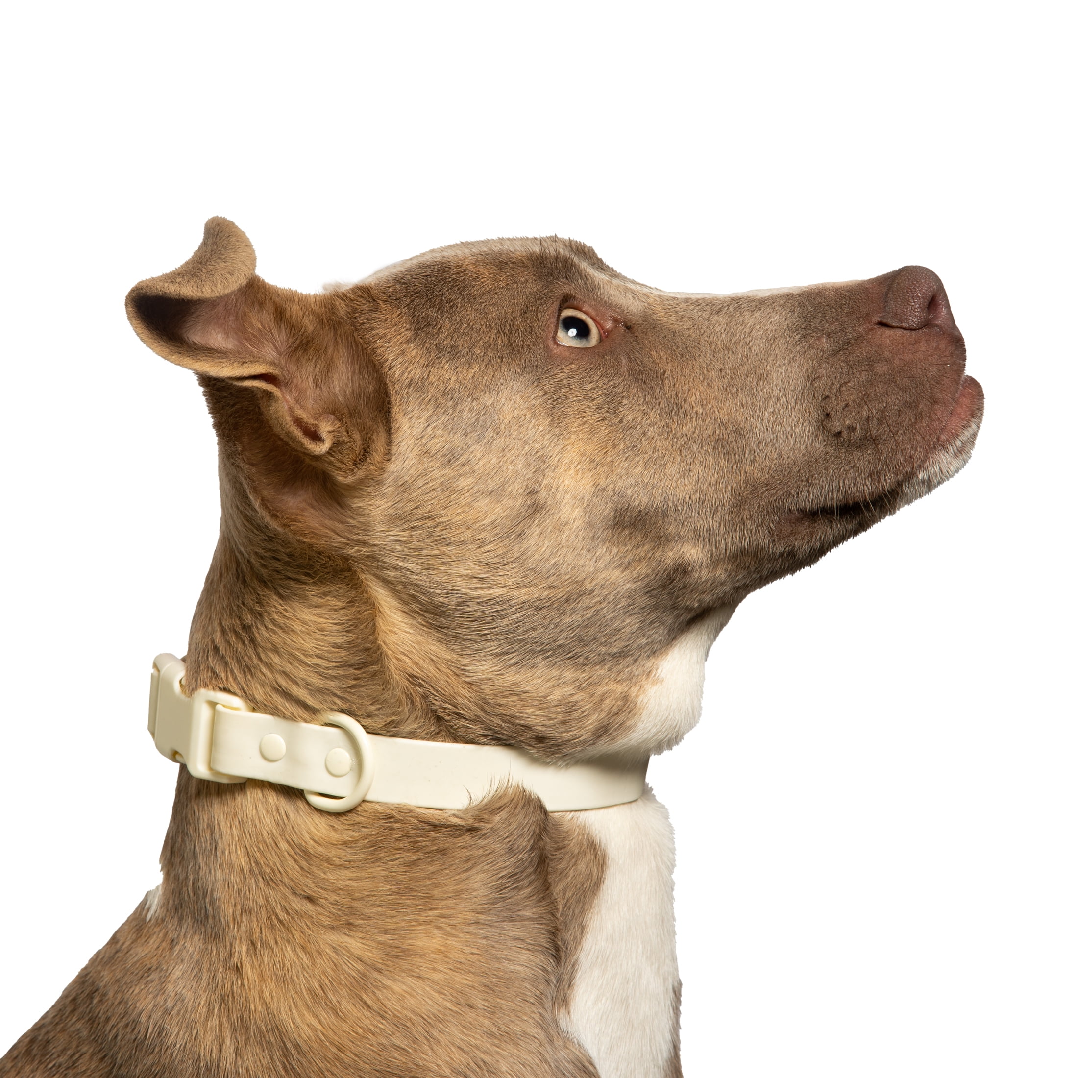 Vibrant Life Water and Dirt Resistant Fashion Dog Collar, Cream, Small