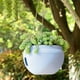 thumbnail image 1 of Maceta colgante para plantas de interior y exterior | Diseño con barrera de agua que previene la pudrición de las raíces | Maceta pequeña de plástico para suculentas, hiedra y rosas verdes, 1 of 6