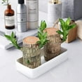 thumbnail image 6 of New Brazilian lucky wood green plant, with a ceramic tray and doll, hydroponic stump purifying indoor air, suitable for home office desk decoration and as a gift., 6 of 10