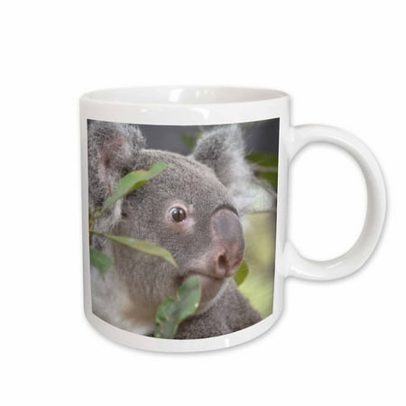 

3dRose koala bear looking right Ceramic Mug 11-ounce