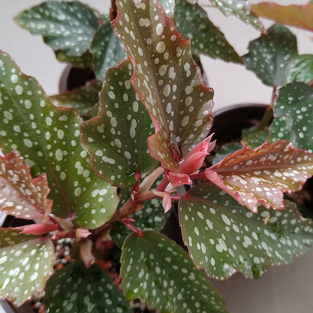 Medora Angel Wing Begonia 2.5&quot; Pot Great House Plant