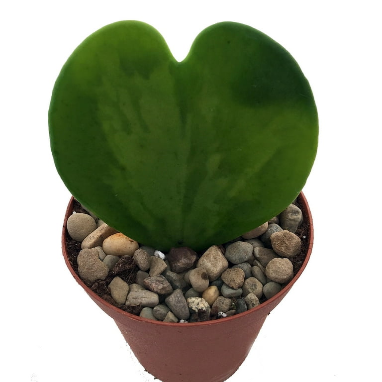 Amazing Sweetheart Waxplant - Hoya kerri - Easy to Grow House Plant - 2 Amazing Sweetheart Waxplant - Hoya kerri - Easy to Grow House Plant - 2