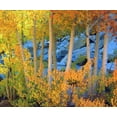 thumbnail image 2 of Talbot Frank, Christopher 30x26 White Modern Wood Framed Museum Art Print Titled - California, Sierra Nevada, Fall colors of Aspens, 2 of 4