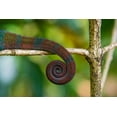 thumbnail image 2 of Hogstrom, Inger 14x11 White Modern Wood Framed Museum Art Print Titled - Madagascar-Marozevo-Peyrieras Reptile Farm Parsons chameleon, 2 of 4