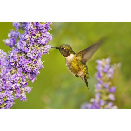 Ruby-Throated Hummingbird (Archilochus Colubris) Male Feeding Print Wall Art By Larry (Larry Bird Best Ever)