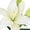 White, variant on Member's Mark LA Hybrid Lilies, choose color and stem count