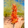 thumbnail image 2 of Grayscale 19x24 Gold Ornate Wood Framed with Double Matting Museum Art Print Titled - Cactus Blooms I, 2 of 4
