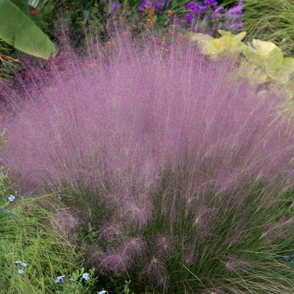 Pink Muhly Grass (Muhlenbergia) Bare Root Starter Perennial Grass (1-Pack)