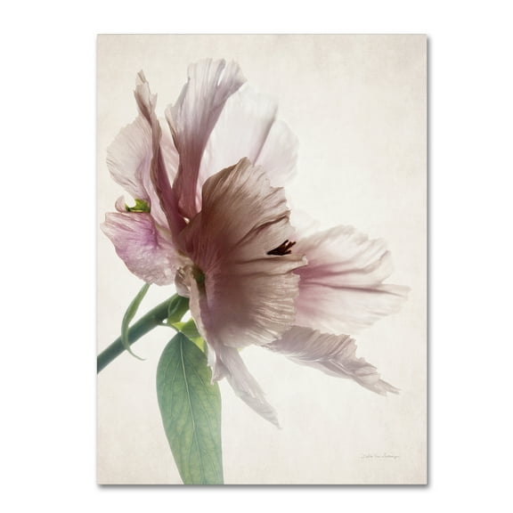 Trademark Fine Art 'Translucent Peony II' Canvas Art by Debra Van Swearingen