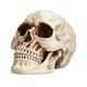 thumbnail image 2 of Uuiauoio Resin Skull, Human Head Model for Home Decoration, Halloween Statue, Skull Model for Bookshelf and Desktop, Skeleton Head Halloween Skull Artwork Decoration, 2 of 6